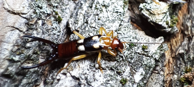 Forficula smyrnensis - szmirnai fülbemászó