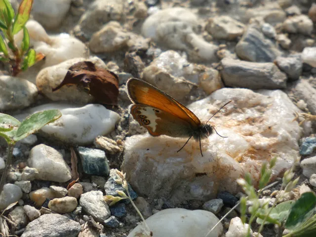Coenonympha arcania - fehéröves szénalepke
