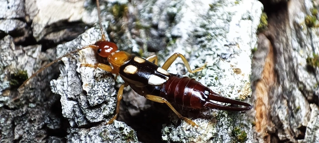 Forficula smyrnensis - szmirnai fülbemászó