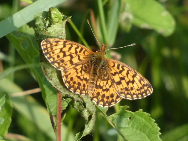 Boloria dia - kis gyöngyházlepke