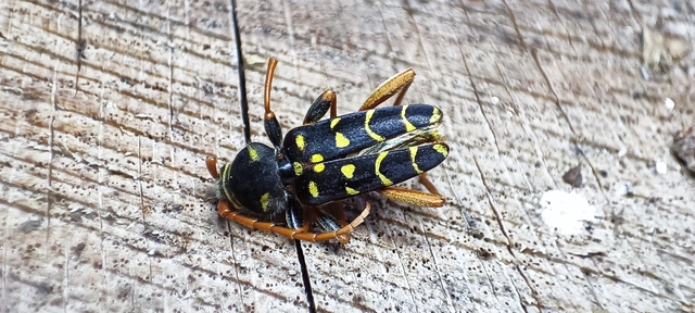 Plagionotus arcuatus - bársonyos darázscincér