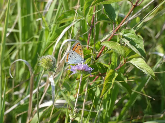 Lycaena dispar rutilus - nagy tűzlepke