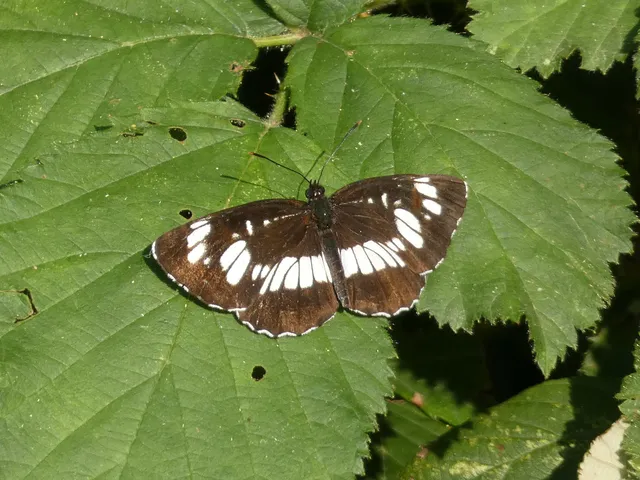 Neptis rivularis - nagy fehérsávoslepke