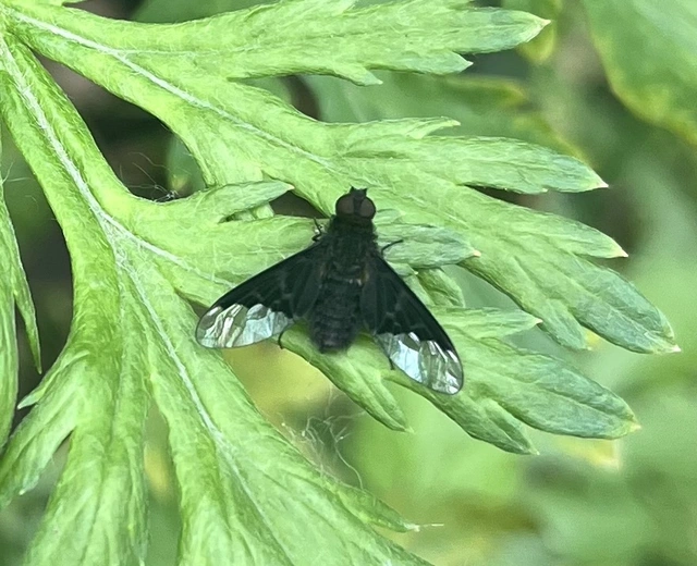 Hemipenthes morio - közönséges gyászlégy