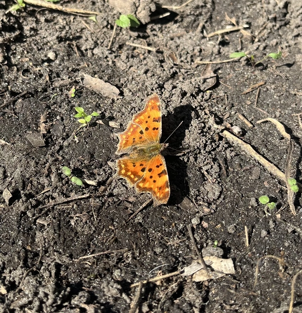 Nymphalis c-album - C-betűs lepke