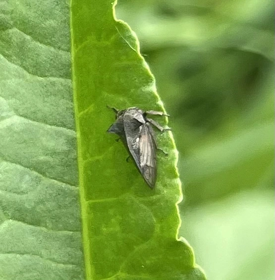 Centrotus cornutus - szarvaskabóca