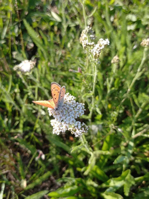 Lycaena thersamon - kis tűzlepke