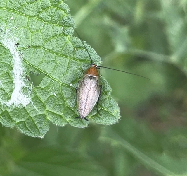 Ectobius Ectobius