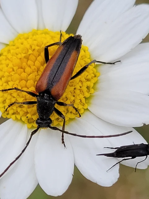 Stenurella melanura - feketevégű karcsúcincér