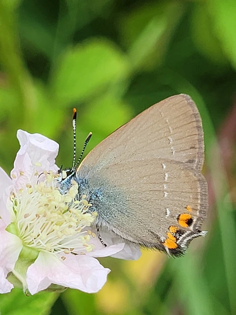 Satyrium acaciae - akác-csücsköslepke