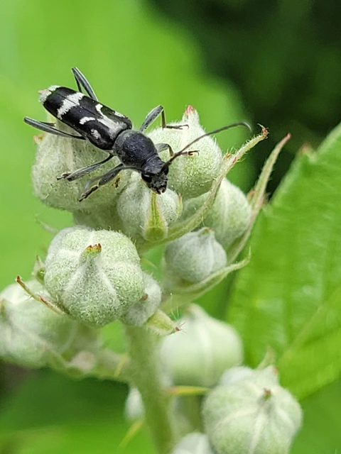 Chlorophorus figuratus - rajzos darázscincér