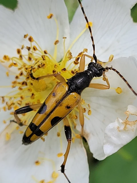Rutpela maculata - tarkacsápú karcsúcincér