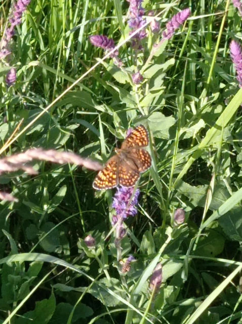 Melitaea phoebe - nagy tarkalepke