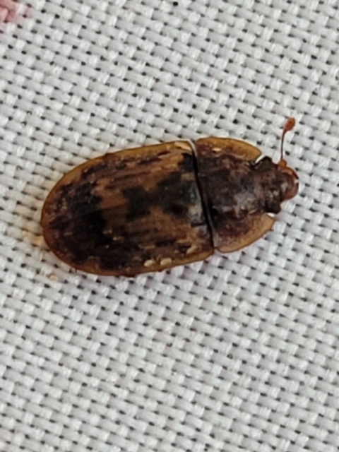 Soronia grisea - pettyegetett fénybogár Soronia grisea - pettyegetett fénybogár