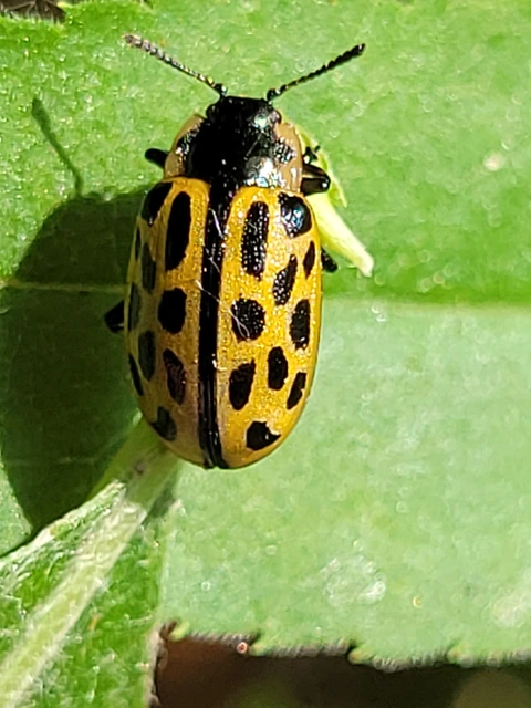 Chrysomela vigintipunctata - húszfoltos fűzlevelész