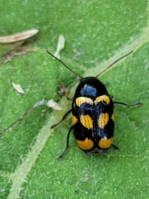 Cryptocephalus anticus - réti zömökbogár