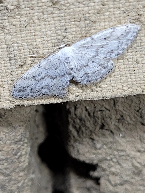 Idaea seriata - szürke apróaraszoló