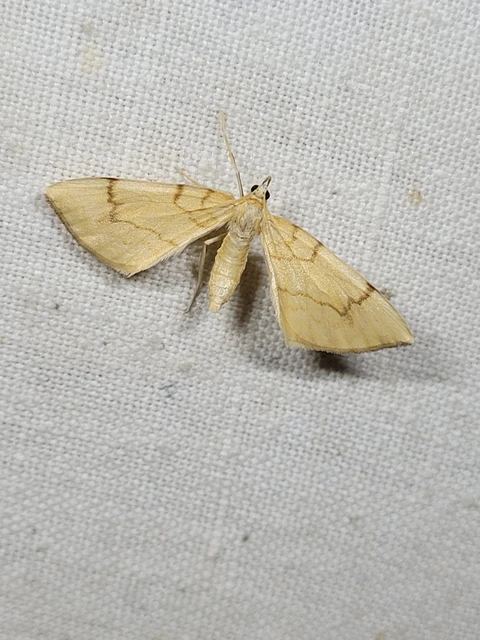 Eulithis pyraliata - sárga galajaraszoló