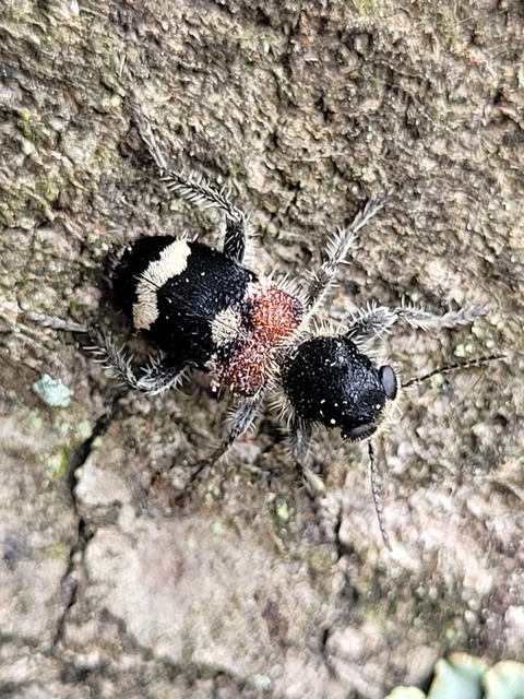 Clerus mutillarius - feketenyakú szúfarkas