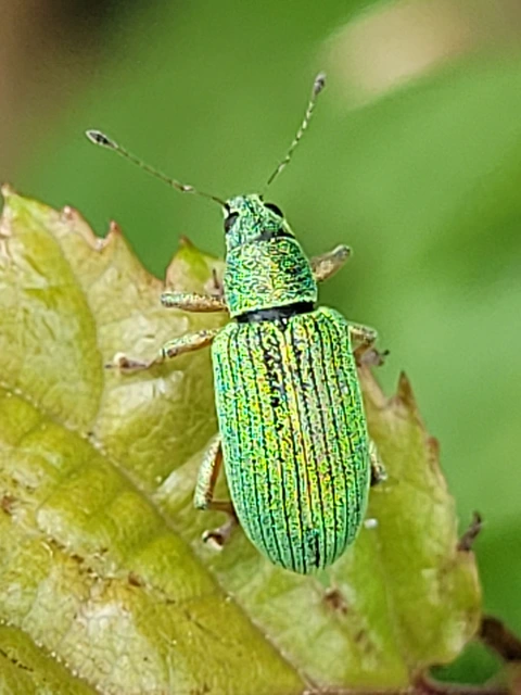 Polydrusus formosus - selymes lombormányos