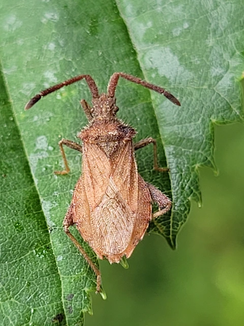 Coriomeris