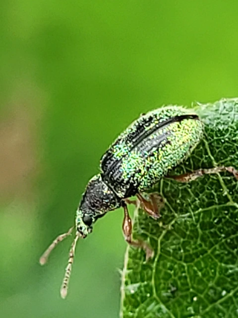 Phyllobius