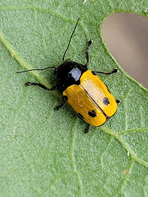 Cryptocephalus imperialis - daliás zömökbogár