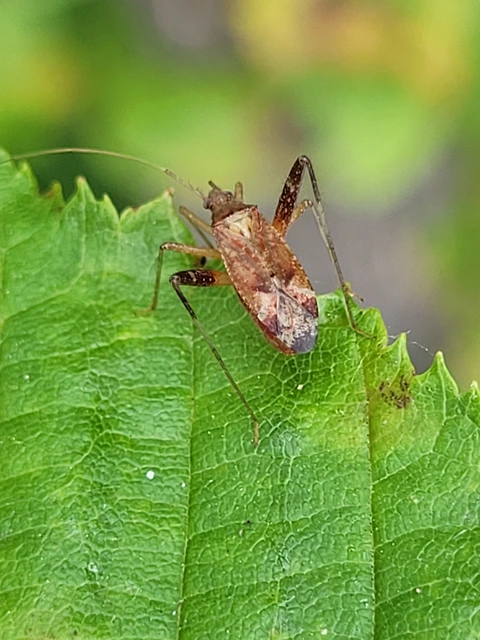 Phytocoris
