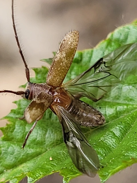 Exocentrus adspersus - tölgyfa-rőzsecincér