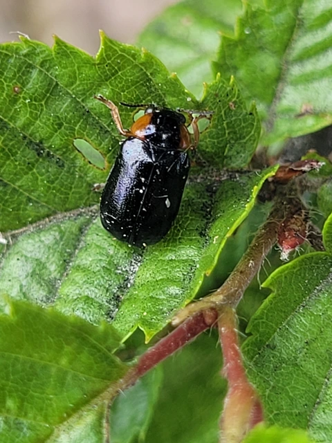 Smaragdina aurita - feketehátú zsáklevelész