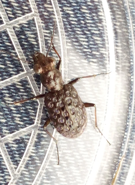 Elaphrus cupreus - rezes iszapfutó