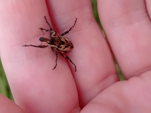 Coniocleonus