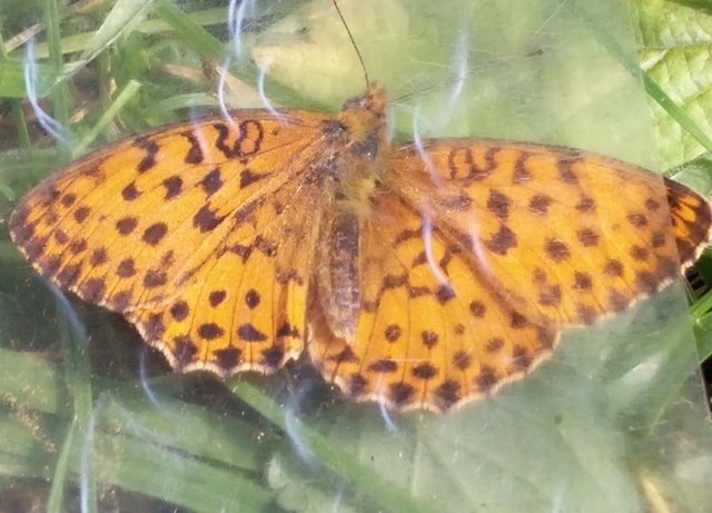Brenthis daphne - málna-gyöngyházlepke