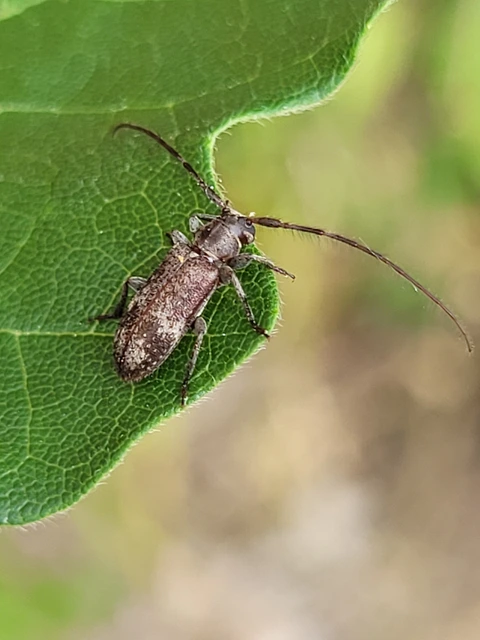 Exocentrus adspersus - tölgyfa-rőzsecincér