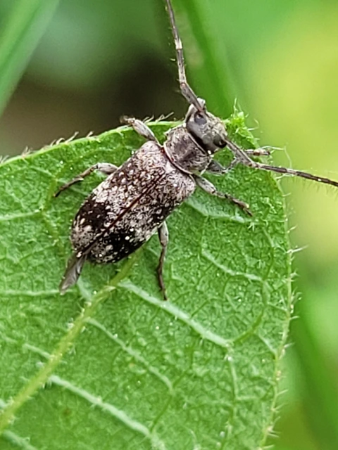 Exocentrus adspersus - tölgyfa-rőzsecincér