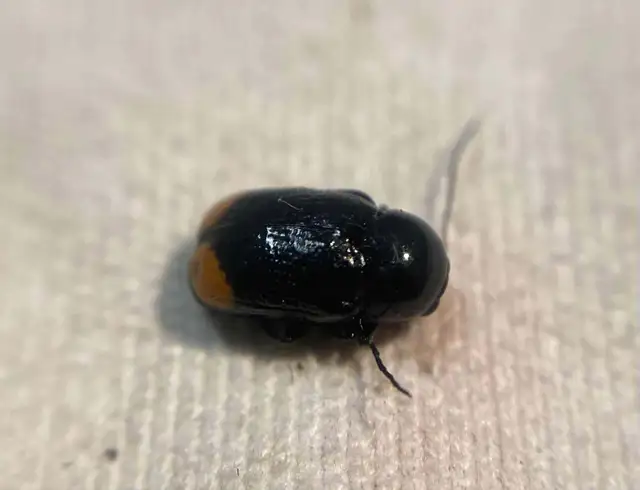 Cryptocephalus biguttatus