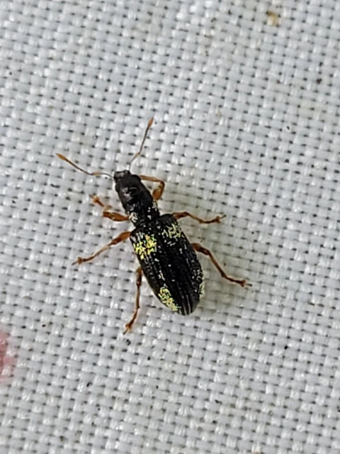 Polydrusus viridicinctus - zöldöves lombormányos