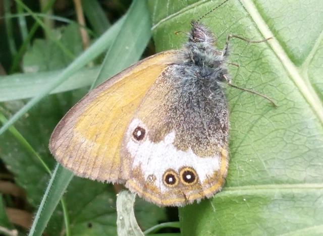 Coenonympha arcania - fehéröves szénalepke