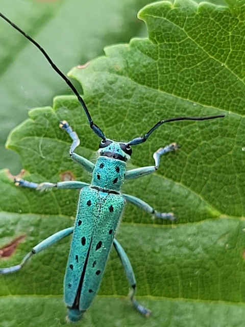 Saperda punctata - pettyes szilcincér Saperda punctata - pettyes szilcincér