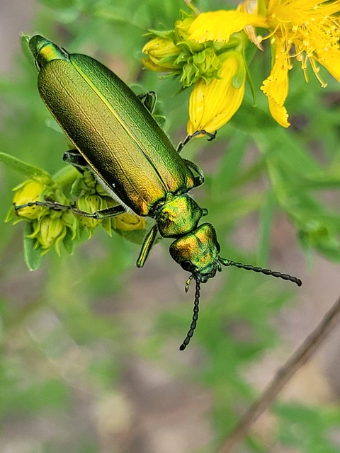 Lytta vesicatoria - kőrisbogár