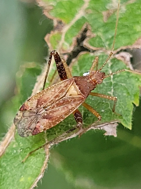 Phytocoris