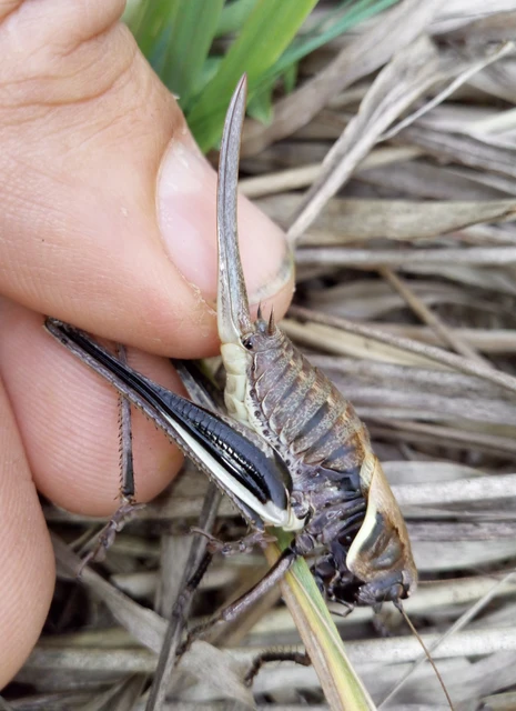 Pholidoptera aptera - nagy avarszöcske