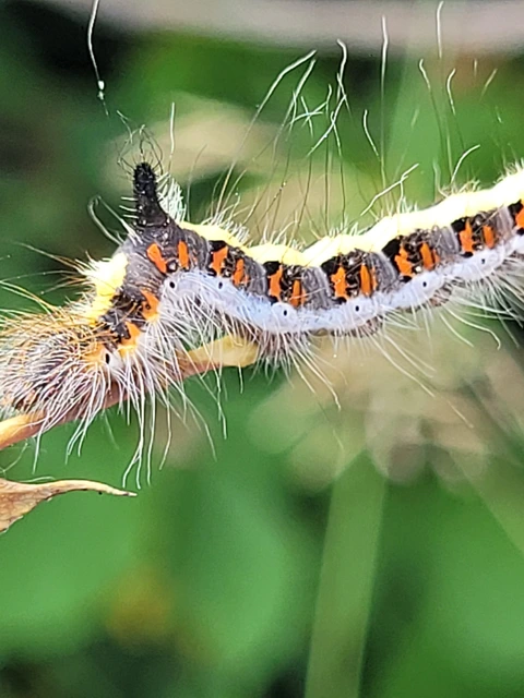 Acronicta psi - pszi-betűs szigonyosbagoly