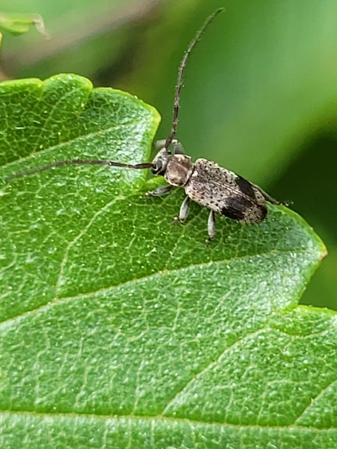Exocentrus punctipennis - szilfa-rőzsecincér