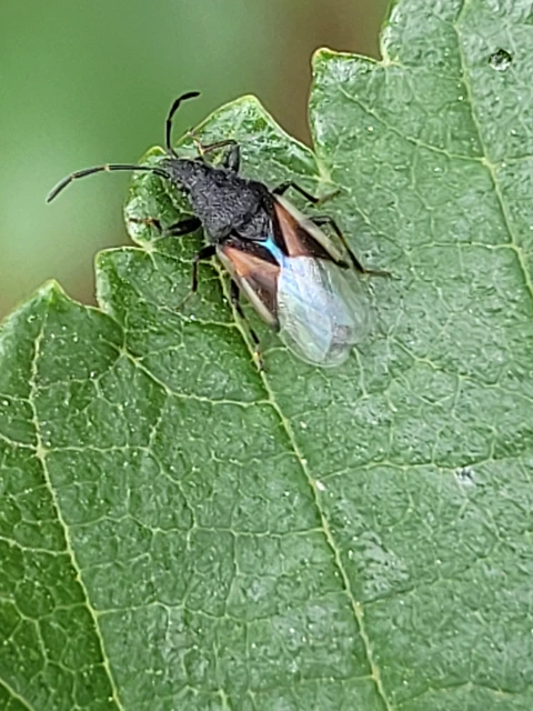 Oxycarenus lavaterae - hársbodobács