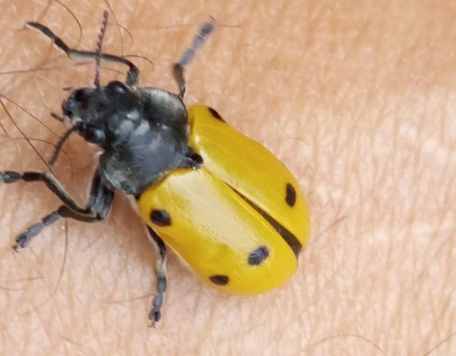Lachnaia sexpunctata - szőrösnyakú zsákhordóbogár