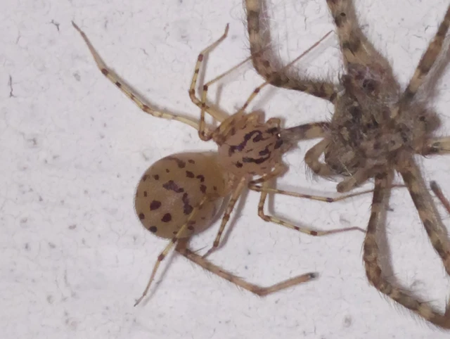 Scytodes thoracica - közönséges csupaszpók