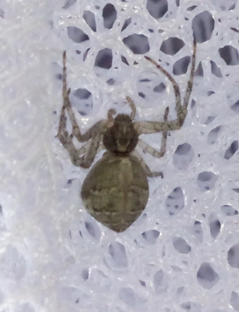Tmarus piger/stellio
