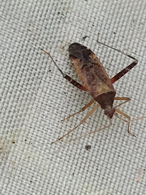 Phytocoris
