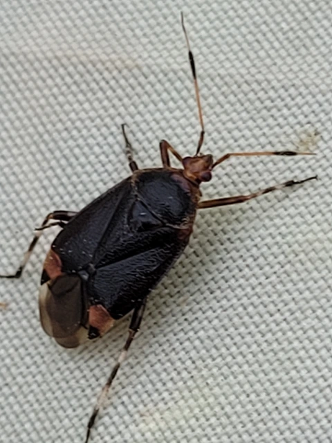 Deraeocoris